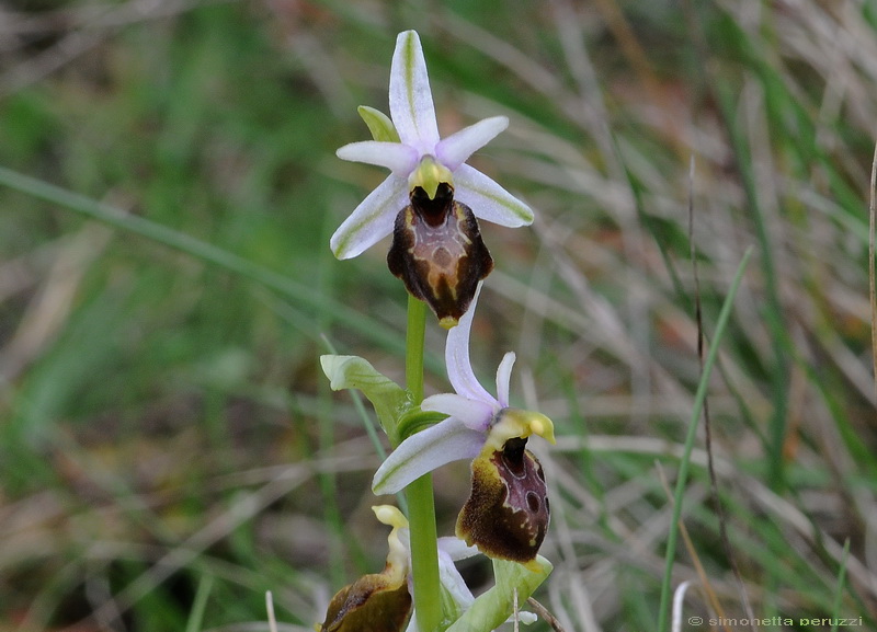 Orchidee del Chianti - Ophrys sphegodes e altre...